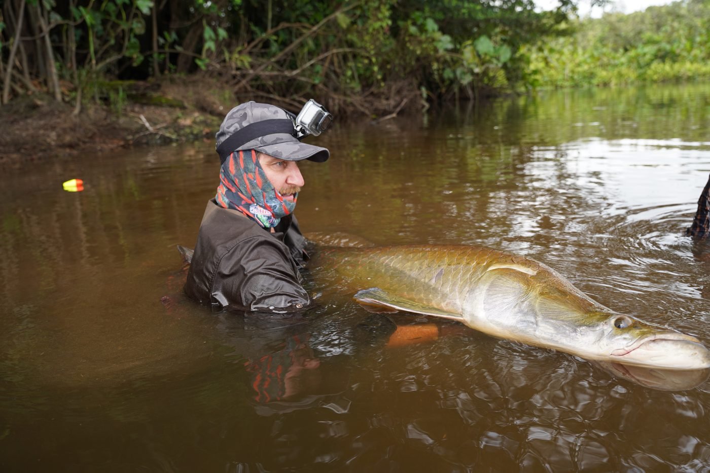 Arapaima breaking the surface
