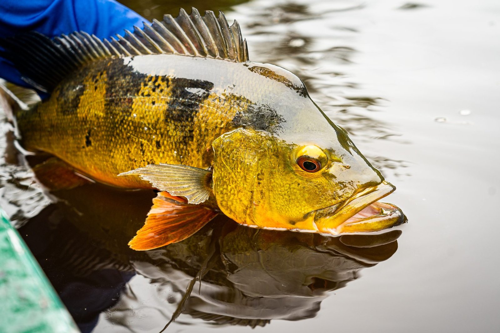 Peacock bass close-up at the water surface
