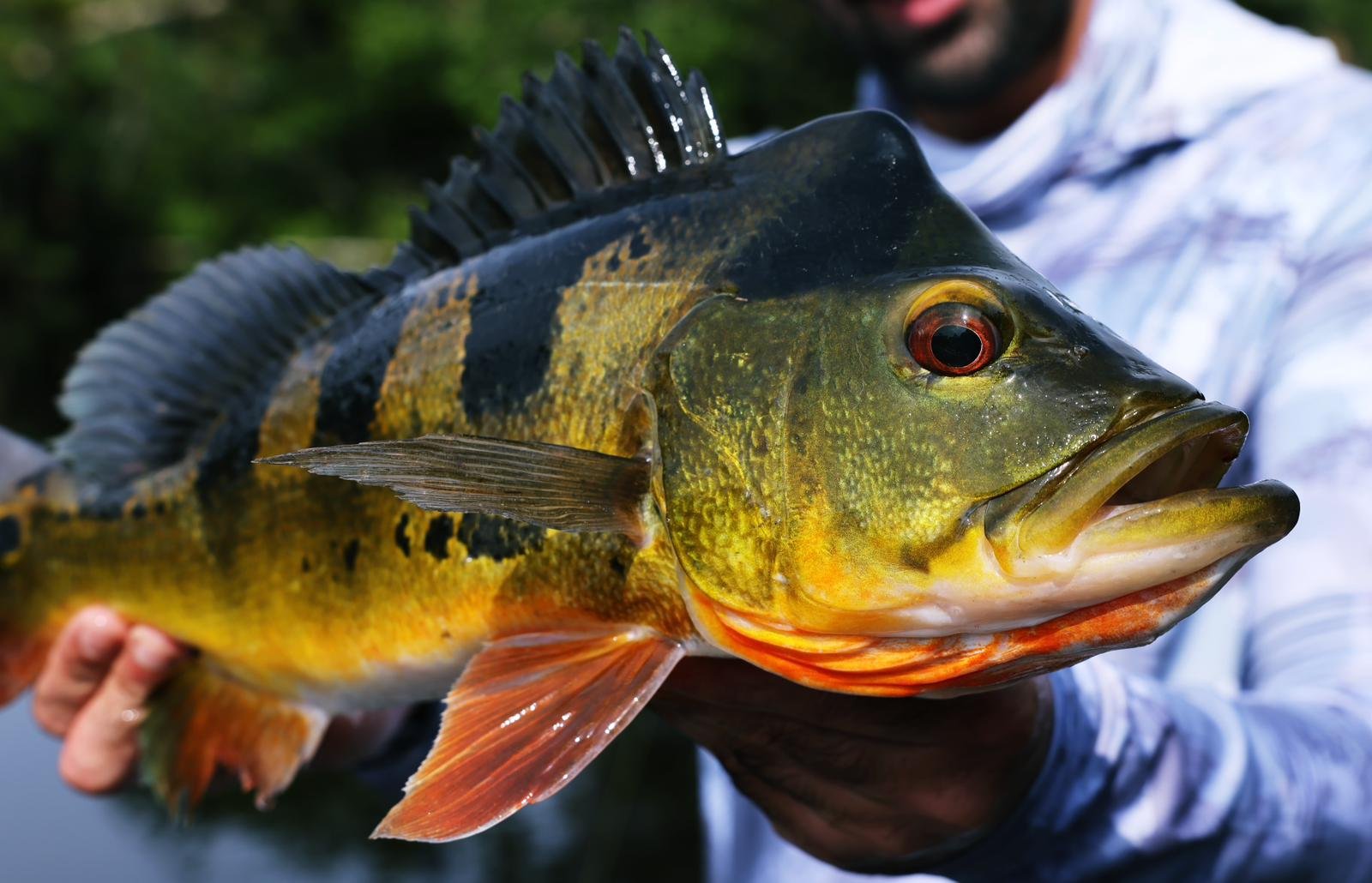 Close-up of a peacock bass with its fiery orange belly