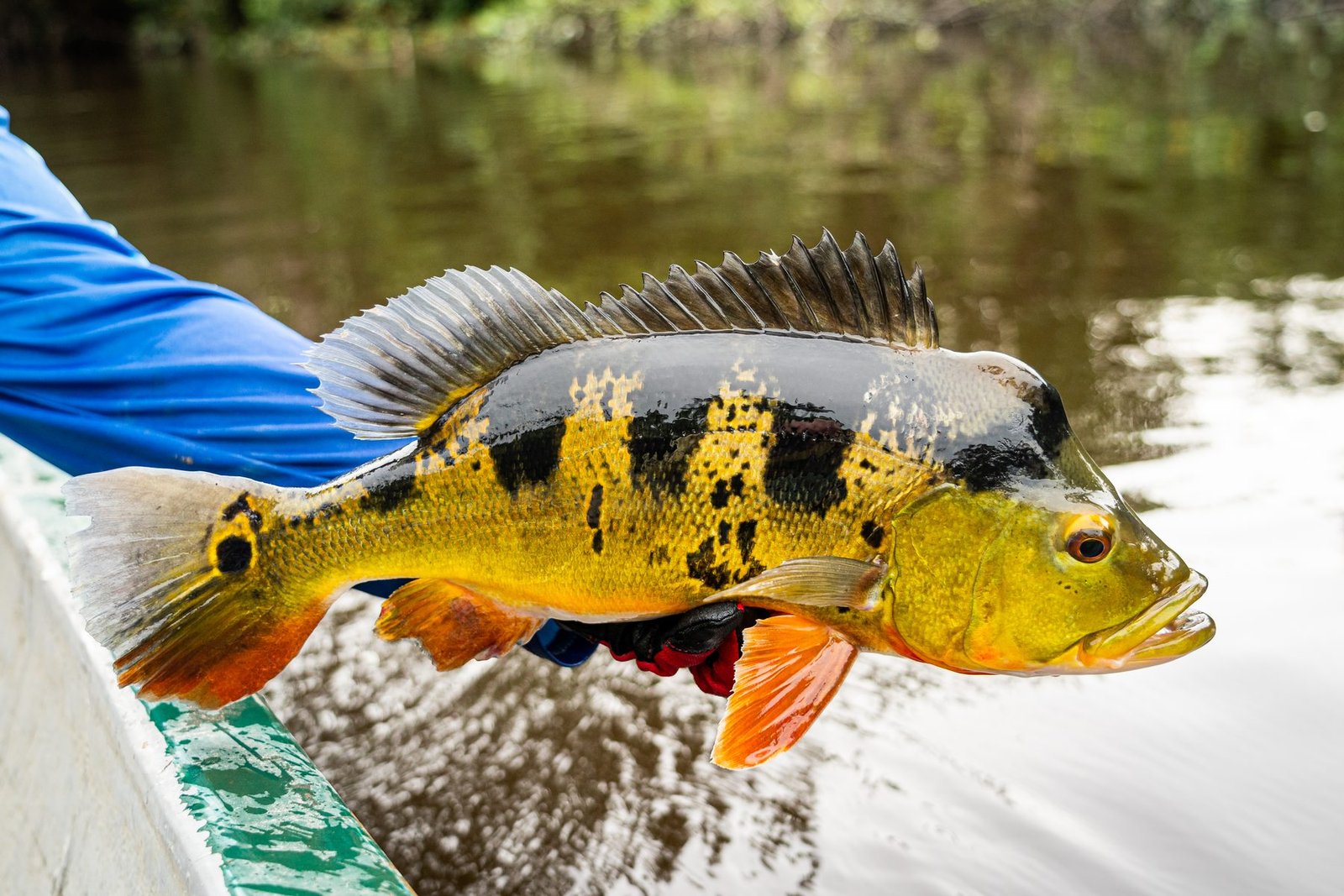 Peacock bass held over the side of the canoe