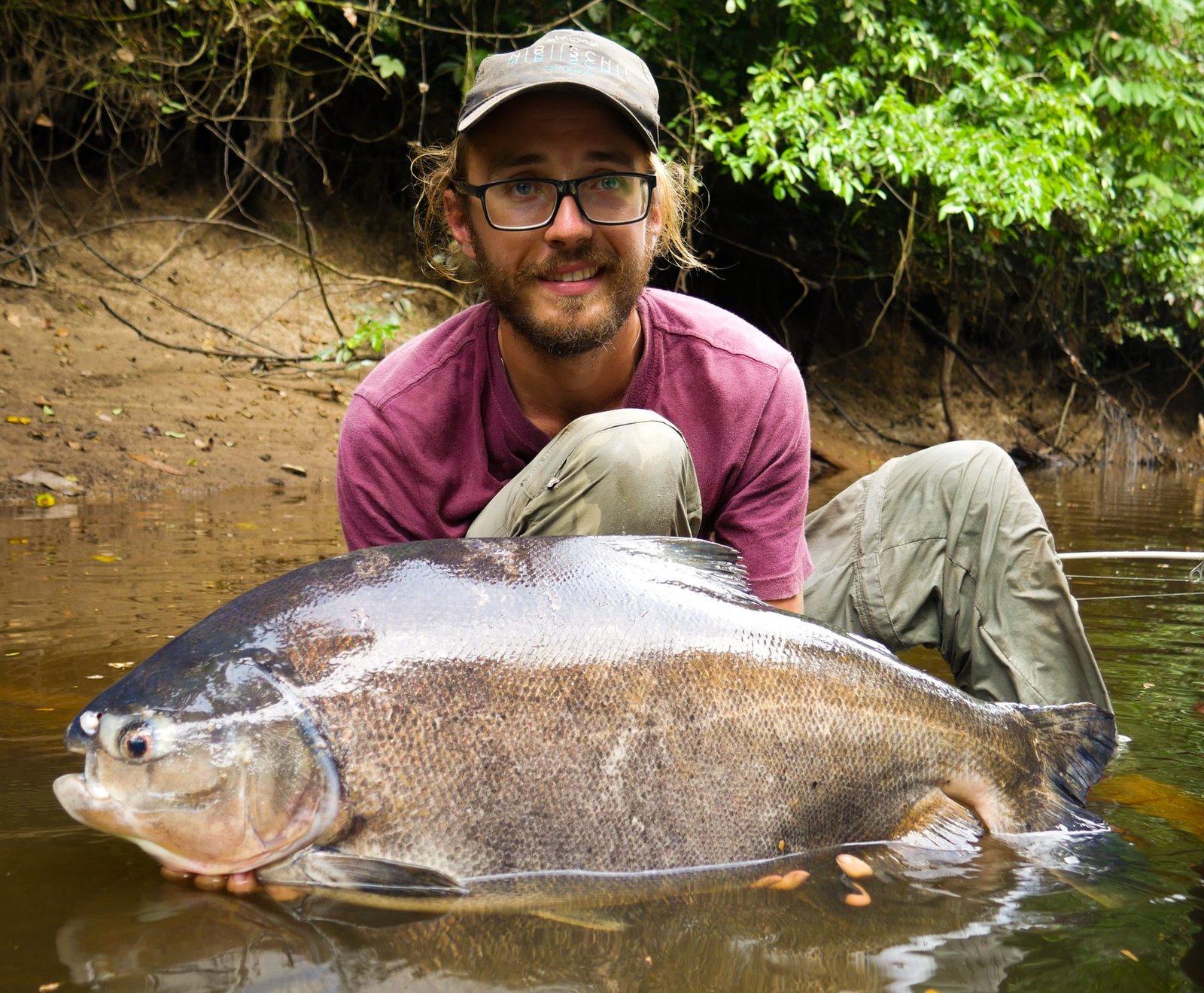 Angler kneeling in a creek with a big pacu