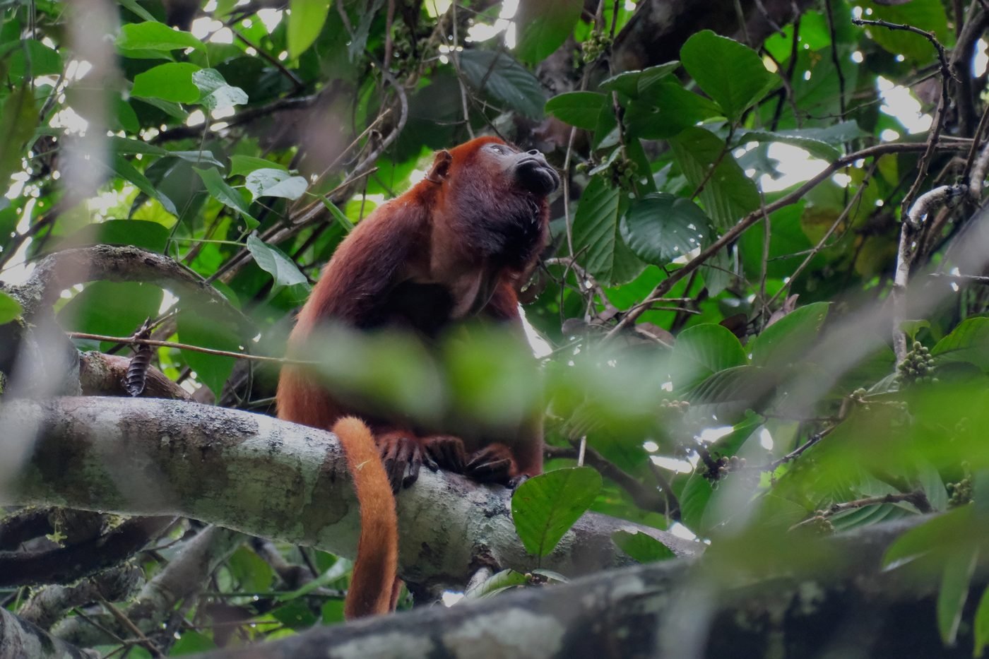 Wildlife in the territory