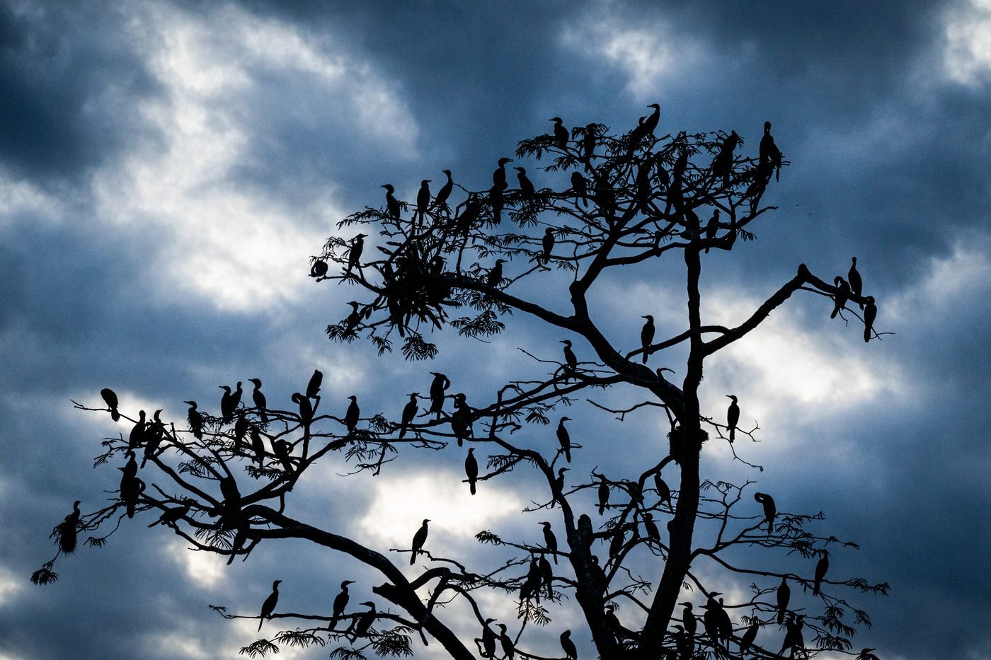 Birds silhouetted at dusk