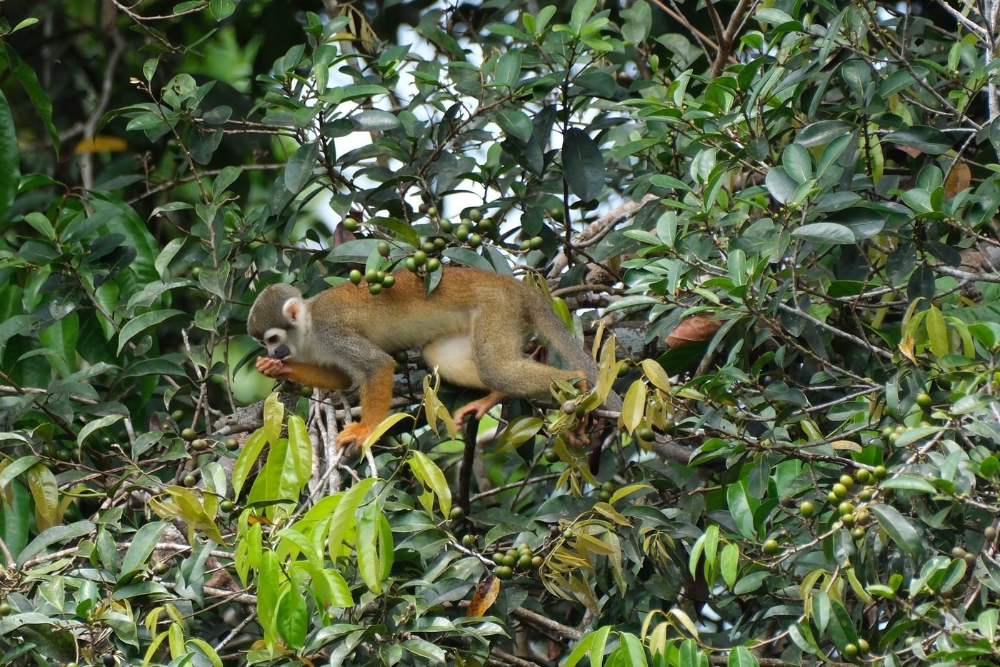Squirrel monkey in the canopy