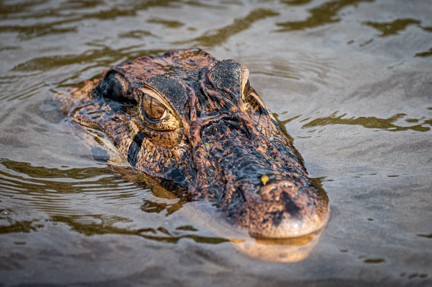Caiman in black water