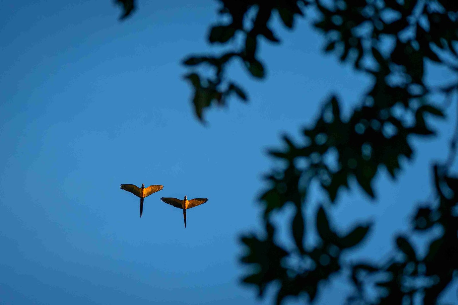 Pair of macaws in flight over the canopy