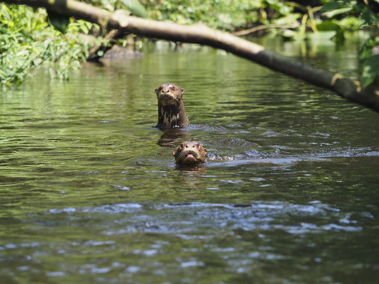 Giant river otters swimming in the creek