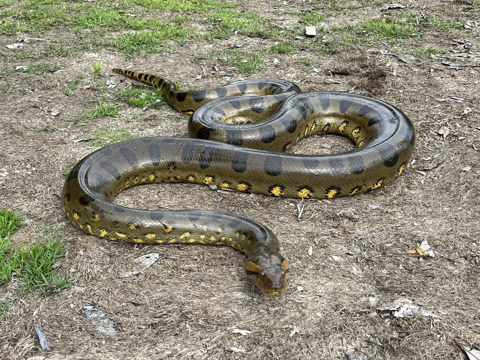 Anaconda resting near the riverbank