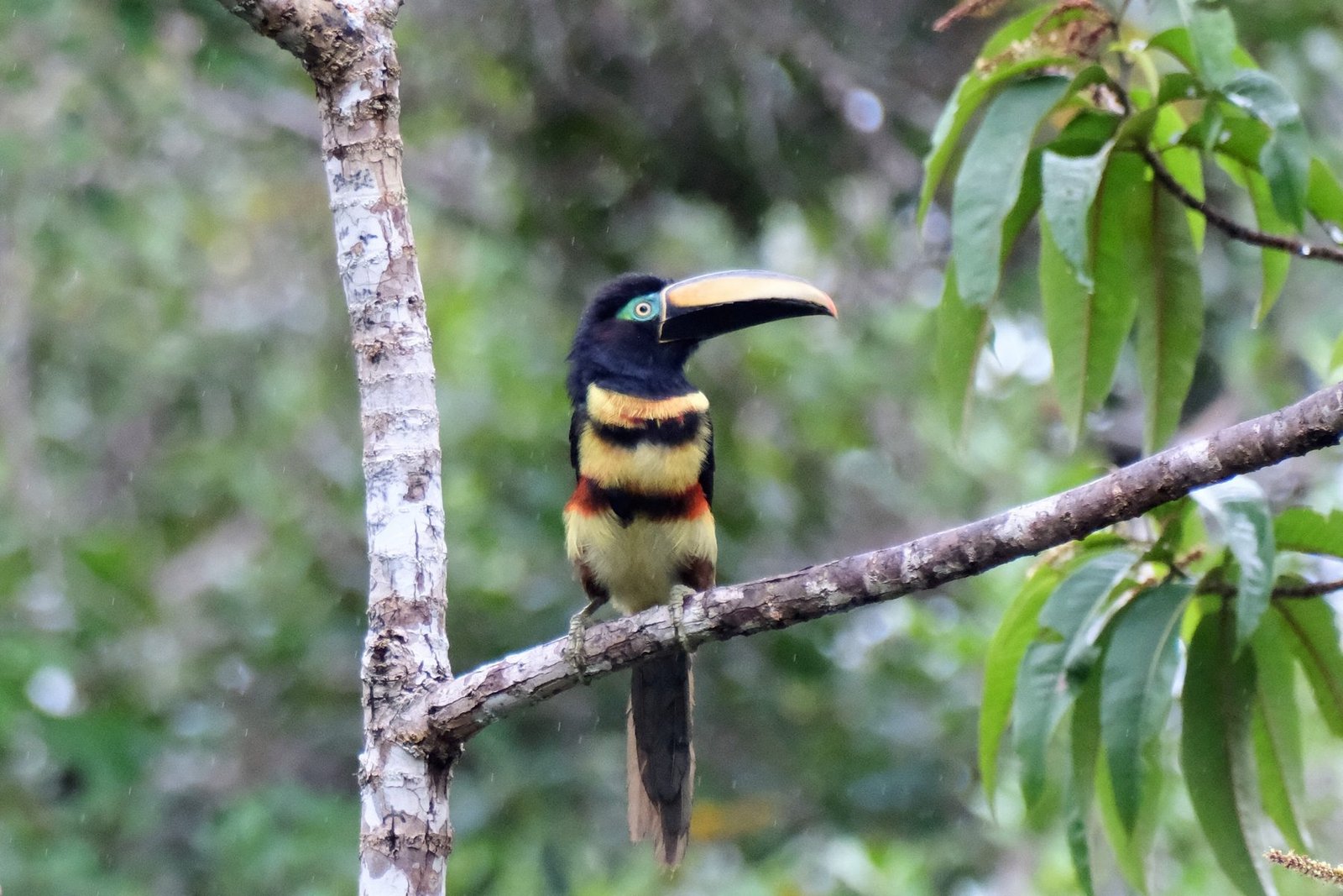 Many-banded aracari perched in the rain