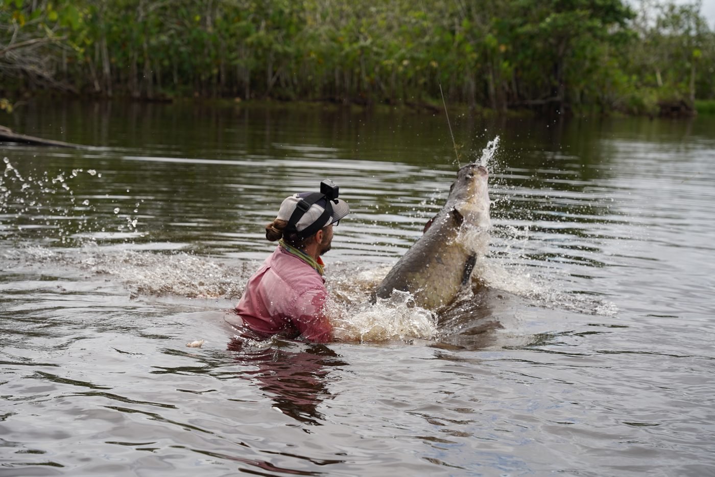 Arapaima