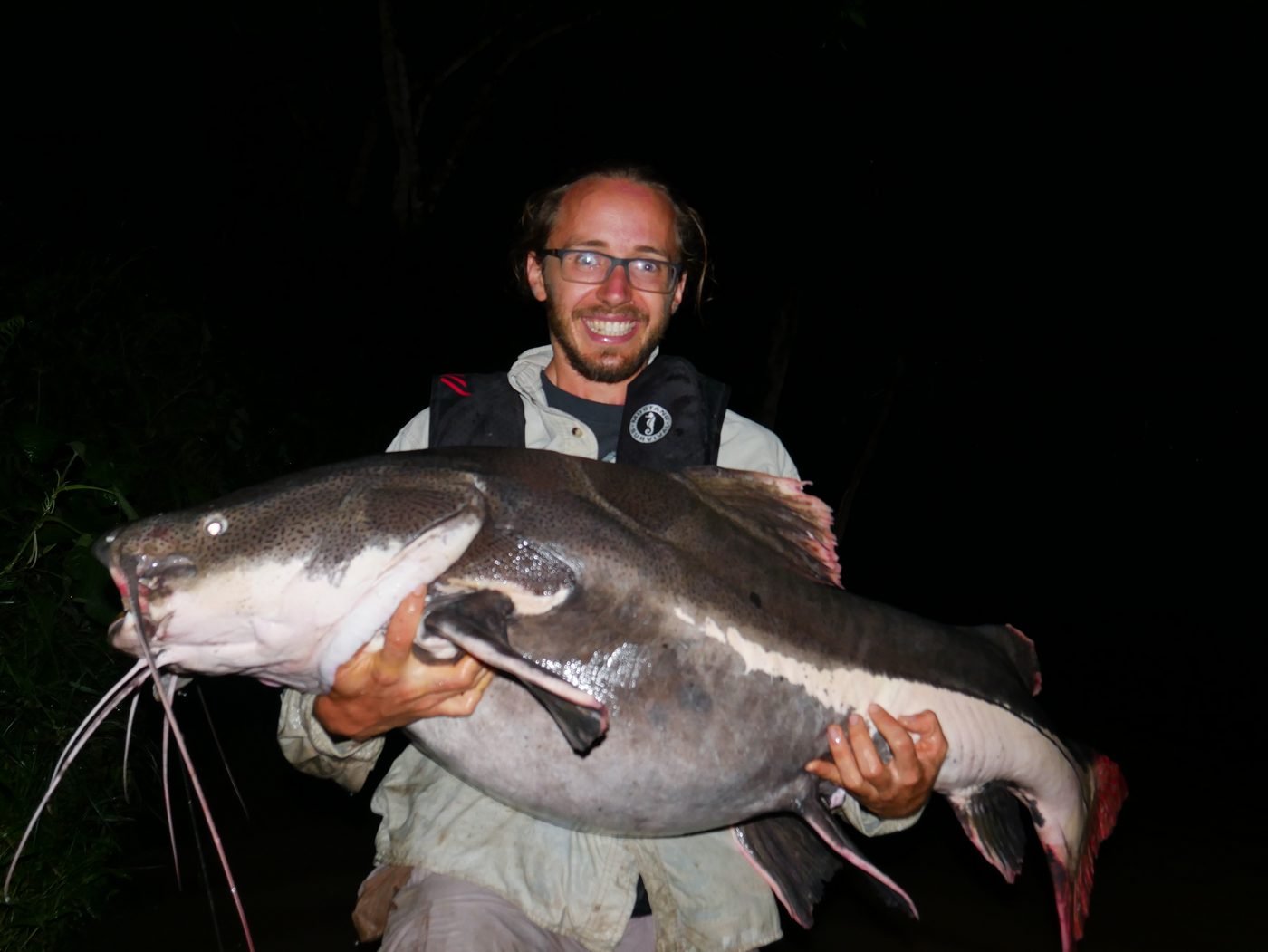 Giant catfish