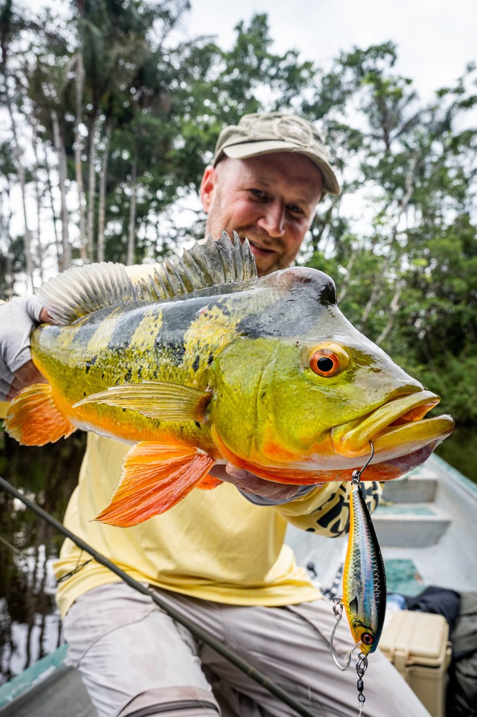 Peacock bass